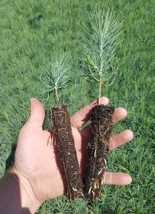 Pine Vermiculate Bio Pine Vermiculate Bio